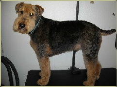 Airedale Terrier Mobile Breed Info