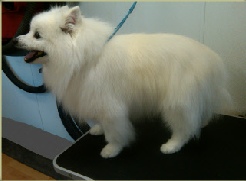 American Eskimo Dog Breed Info