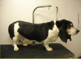 Basset Hound Dog Breed Info