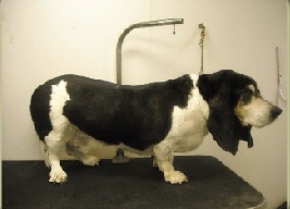 Basset Hound Mobile Breed Info