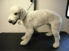 Bedlington Terrier Breed Info