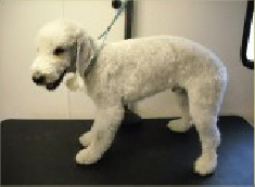 Bedlington Terrier Mobile Breed Info