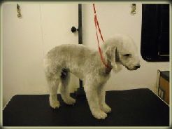 Bedlington Terrier Breed Info