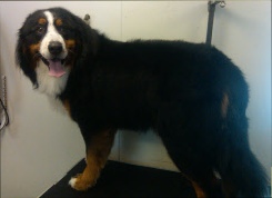 Bernese Mountain Dog Breed Info