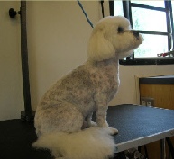 Bichon Frise Mobile Breed Info