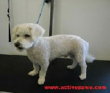 Bichon Frise Breed Info