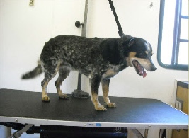 Blue Heeler Dog Breed Info