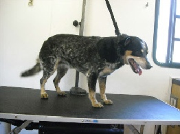 Blue Heeler Mobile Dog Breed Info