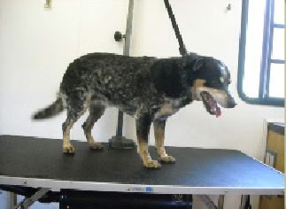 blue heeler grooming