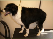 Border Collie Mobile Breed Info