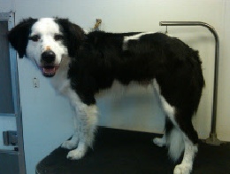 Border Collie Breed Info