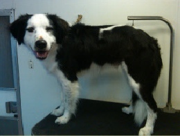 Border Collie Mobile Breed Info