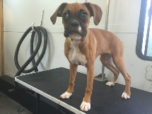 Boxer Breed Info