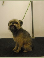 Brussels Griffon Breed Info