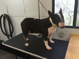 Bull Terrier Mobile Breed Info