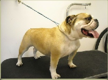 Bulldog Mobile Breed Info