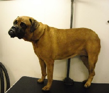 Bullmastiff Mobile Breed Info