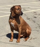 Rhodesian Ridgeback Breed Info