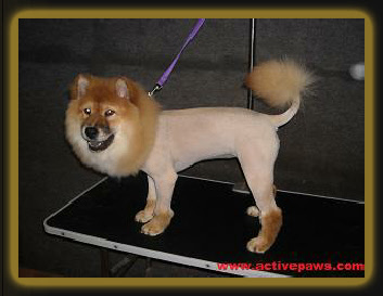 chow chow with no hair