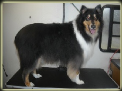 Collie Breed Info