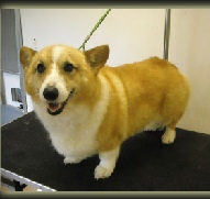 Cardigan Welsh Corgi Mobile Breed Info