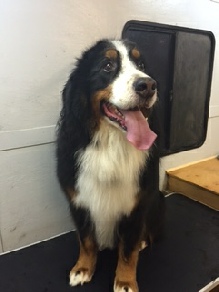 Bernese Mountain Dog Mobile Breed Info
