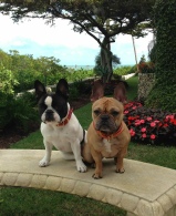 French Bulldog Breed Info