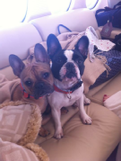 French Bulldog Breed Info