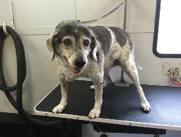 Senior Pet Grooming