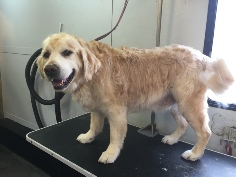 Golden Retriever Breed Info