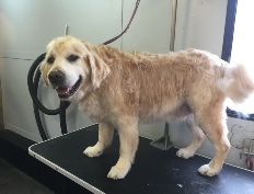 Golden Retriever Mobile Breed Info