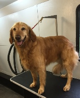 Golden Retriever Breed Info