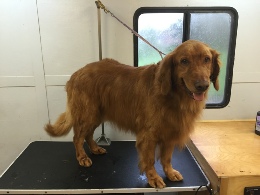 Golden Retriever Breed Info