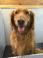 Golden Retriever Breed Info