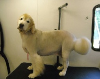 Golden Retriever Breed Info