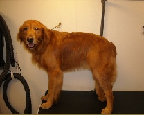 Golden Retriever Breed Info