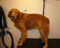 Golden Retriever Mobile Breed Info