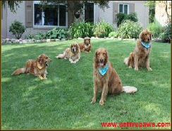 Golden Retriever Breed Info