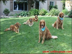 Golden Retriever Mobile Breed Info