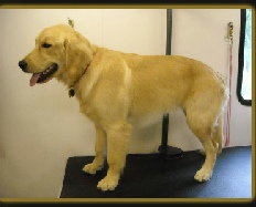 Golden Retriever Mobile Breed Info