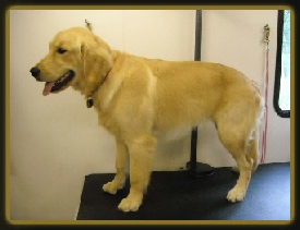 shaved golden retriever