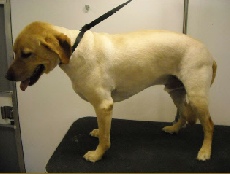 Golden Retriever Breed Info