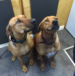 Rhodesian Ridgeback Breed Info