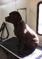 Labrador Retriever Mobile Breed Info