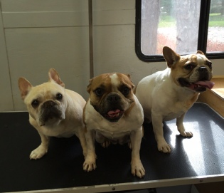 French Bulldog Breed Info