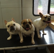 French Bulldog Breed Info