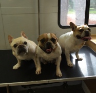 French Bulldog Mobile Breed Info
