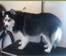 Alaskan Malamute Breed Info