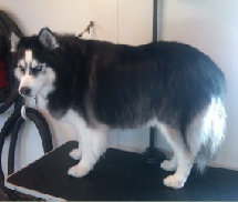 Alaskan Malamute Breed Info