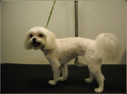 Maltese Mobile Breed Info